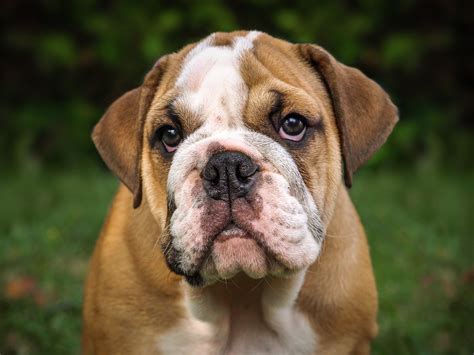 bet bulldog